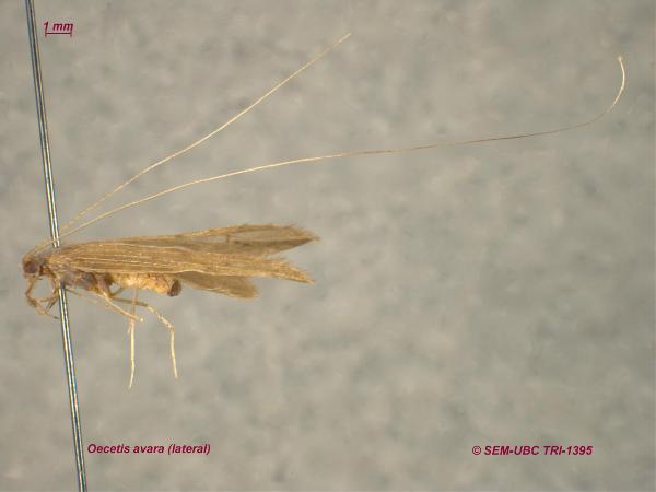 Photo of Oecetis avara by Spencer Entomological Museum